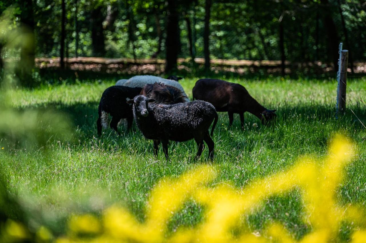 Chata Jarzebata Wisła Eksteriør bilde